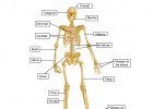 El cuerpo humano y los sentidos | Recurso educativo 36465