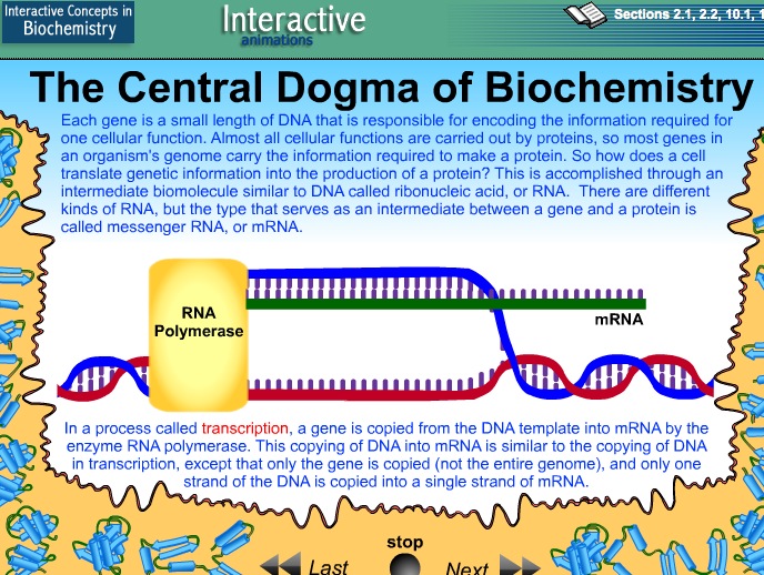 Video: The Central Dogma of Biochemistry | Recurso educativo 39907