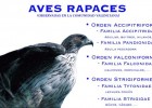Página web: las aves rapaces de la Comunitat Valenciana | Recurso educativo 40829