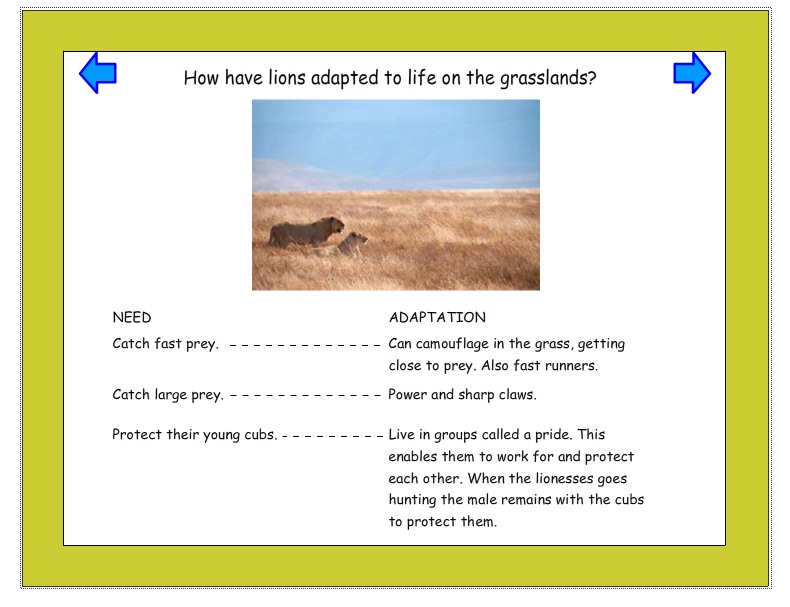 Animal adaptation and environments | Recurso educativo 42138