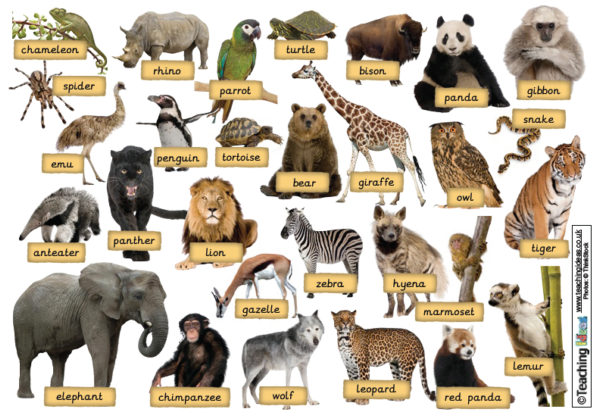 Zoo animals | Recurso educativo 42523