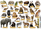 Zoo animals | Recurso educativo 42523
