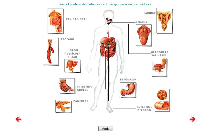 Láminas interactivas del Aparato digestivo | Recurso educativo 43388