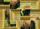 Puzzle interactivo: búfalo | Recurso educativo 50618