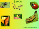 Insects | Recurso educativo 55919