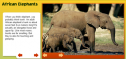 African elephants facts | Recurso educativo 56252