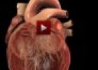 Arterias y venas | Recurso educativo 56360