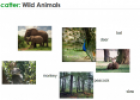 Wild animals | Recurso educativo 59919