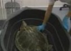 Vídeo: Recuperación Tortugas | Recurso educativo 11835