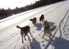 Vídeo: cuantificación de perros en un trineo | Recurso educativo 13084