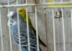 Vídeo: imatges de dos periquitos dins d'una gàbia | Recurso educativo 20711