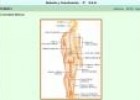 El sistema nervioso | Recurso educativo 27601