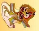 El sentido del oído | Recurso educativo 3004