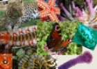 Animales invertebrados | Recurso educativo 30736