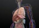 Vídeo: l'anatomia humana | Recurso educativo 31658
