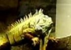 Iguana verde (Iguana iguana) | Recurso educativo 3471