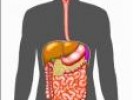 Anatomía humana: Aparato Digestivo | Recurso educativo 5475