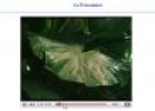 Vídeo: la fotosíntesis | Recurso educativo 6657