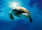 Fotografía: imagen de una tortuga | Recurso educativo 9744
