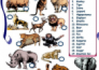 Wild animals | Recurso educativo 63640