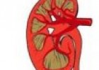 Funcionamiento de los riñones y de las vías urinarias | Recurso educativo 79764