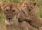 Cries de lleó i lleopard jugant amb els seus pares | Recurso educativo 83190