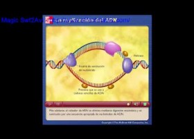 La duplicación del ADN | Recurso educativo 93833