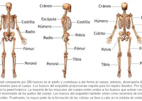 KirolXabi: ANATOMIA: HEZURRAK (HUESOS) | Recurso educativo 95461