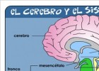 el-cerebro.jpg | Recurso educativo 118225