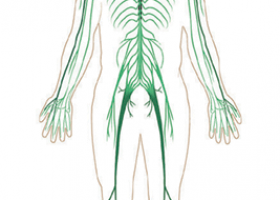 Imagen del sistema nervioso humano | Recurso educativo 582077