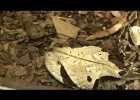 Vídeo: los reptiles | Recurso educativo 673659
