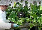 Biotecnologia | Video Educatiu | Plantes per obtenir fàrmacs | Recurso educativo 679575