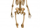 Esquelet humà | Recurso educativo 680631