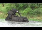 Elefant jugant | Recurso educativo 686694