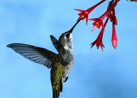 Colibrí alimentándose de una flor | Recurso educativo 688451