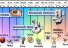 ¿Qué muestran los microscopios? | Recurso educativo 688722