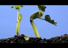 Germinación de una semilla a cámara rápida | Recurso educativo 724286