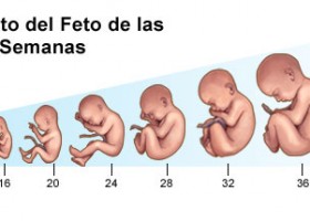 Crecimiento del feto de las 8 a las 40 semanas | Recurso educativo 725445