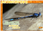 Arthropod Identification | Arthropod Pictures | Arthropods For Kids | San | Recurso educativo 725509