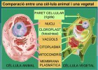 Comparació entre una cèl·lula animal i una cèl·lula vegetal. | Recurso educativo 725991