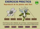 Les parts d'una flor | Recurso educativo 726939