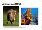 Video: Different animals | Recurso educativo 60473