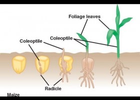 Germinació de llavors | Recurso educativo 729917