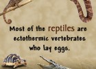 Characteristics of Reptiles Explained with Pictures | Recurso educativo 730673