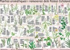 Plantes aromàtiques i medicinals dels Països Catalans | Recurso educativo 733017