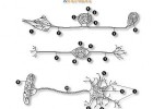 Tipos de neuronas | Recurso educativo 735971