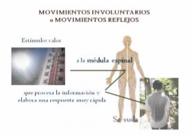 MOVIMIENTOS VOLUNTARIOS Y REFLEJOS-LA COORDINACIÓN | Recurso educativo 737936