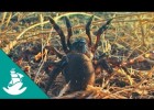 Los Sentidos Animales más Desarrollados (documental completo) | Recurso educativo 740262