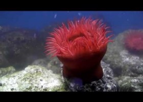 Actinia equina (Tomatiga de mar) | Recurso educativo 741821