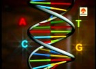 Duplicación de ADN | Recurso educativo 742283